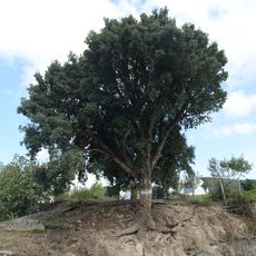 Árvore isolada em Calvário