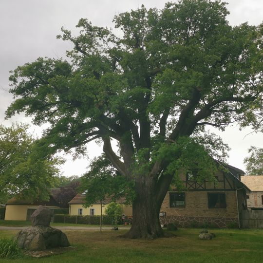 Stieleiche in Kolberg