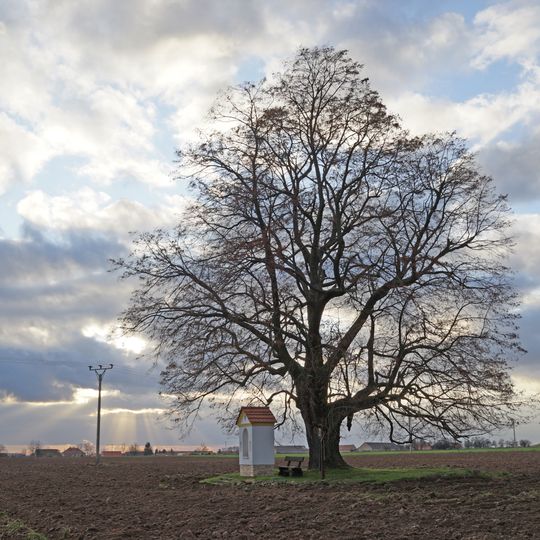 Honsova lípa u Nemyslovic