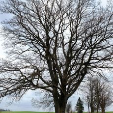 Dub nad Starým rybníkem