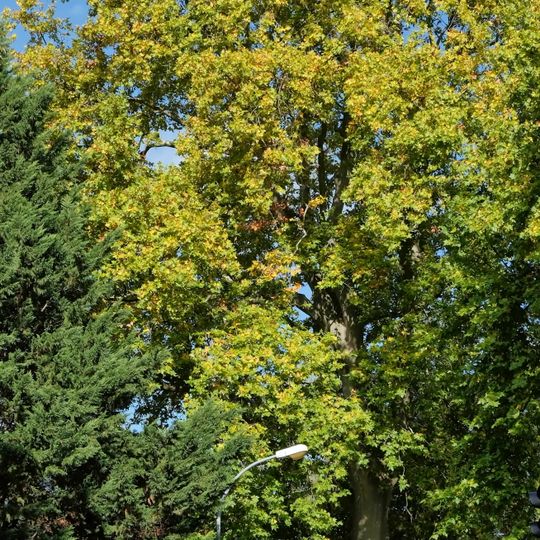 Naturdenkmal Platane 2 bei der Brücke - Nottekanal, Flur 7, Flurstück 113 in Königs Wusterhausen