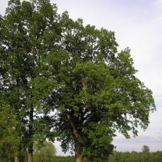 Dub u Horních Vesců II.