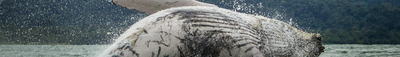 Panoramik Görünüm 1