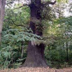 Napoleoneiche Jagsal