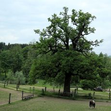 Eiche unterhalb der Burg Clam