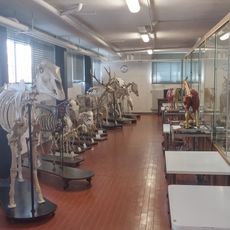 Museo della sez. di anatomia degli animali di interesse medico veterinario