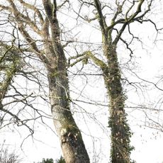 1 Linde bei Straßdorf