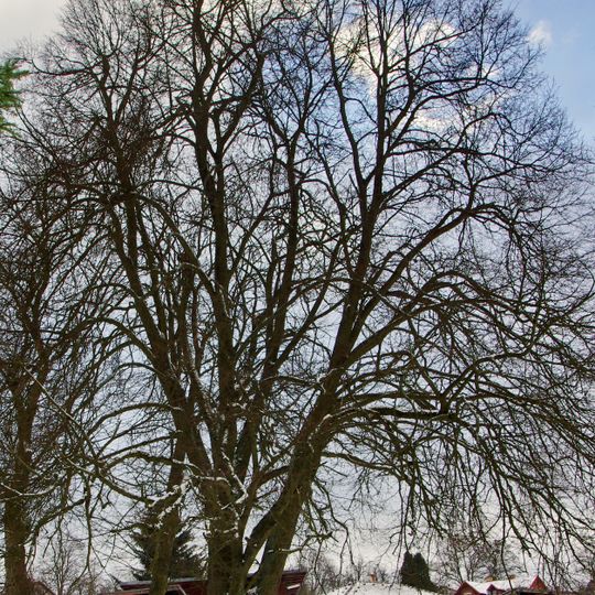 Obecní lípa v Krajkové