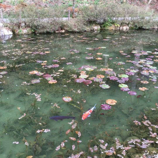 Monet's pond