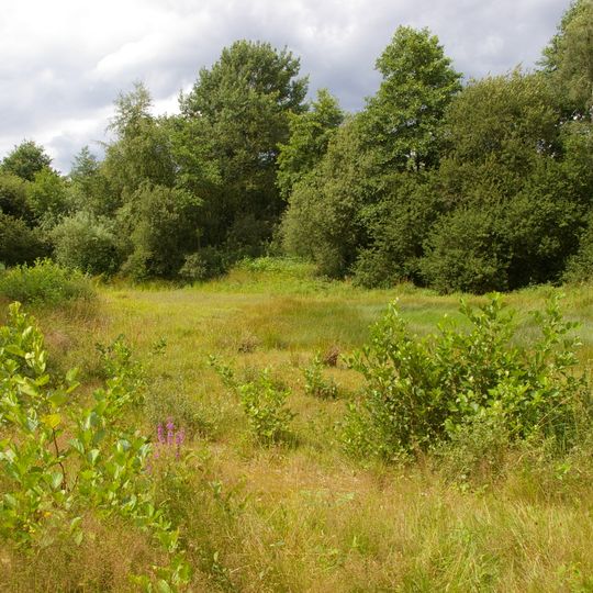 Kammmolch-Biotop bei Bassum