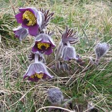 Holý vrch u Hlinné