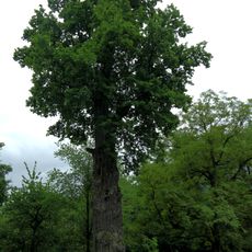 Eiche in Schwertberg