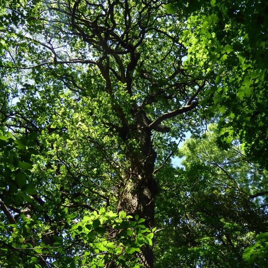 Naturdenkmal Eiche im Misburger Wald