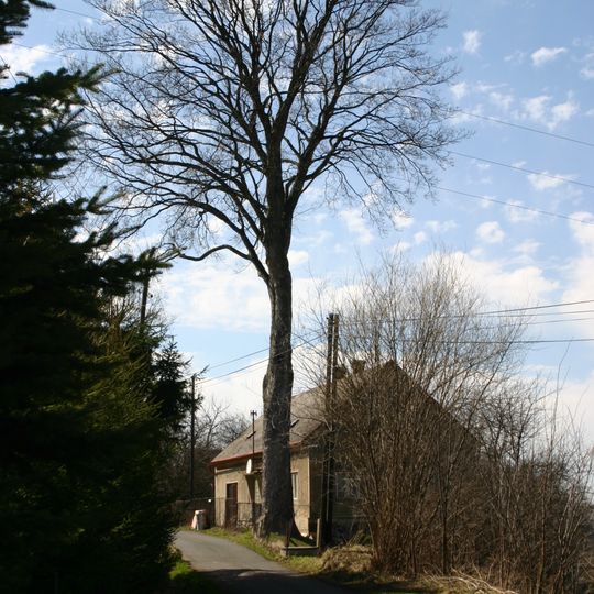 Klen v Krásném Lese