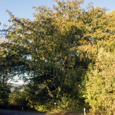 Breitenbrunner Buchenreihe