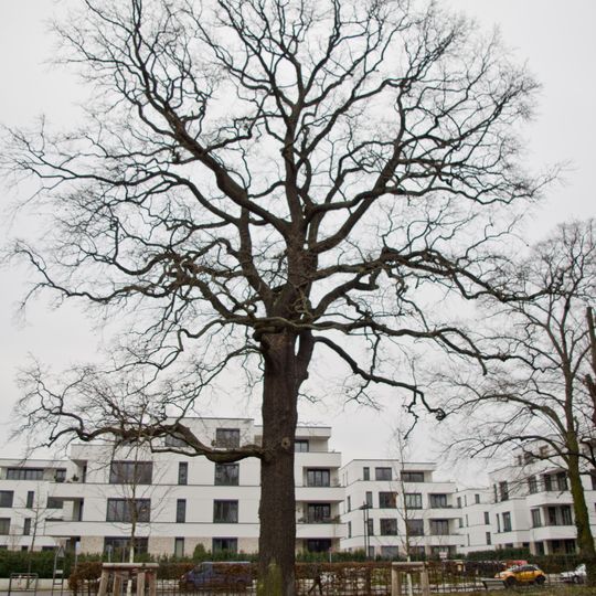 Stiel-Eiche Tunnelstraße 3-4