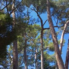 Pineda de Can Ferrer del Coll