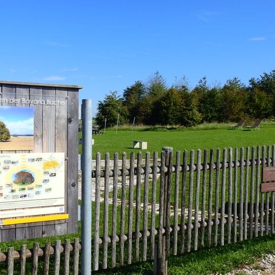 Bavaria-Buche