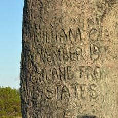 Clark's Tree