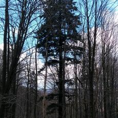 Jedle pod Čerňavou