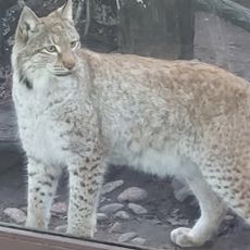 Children's Zoo