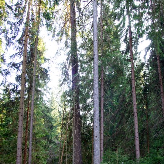 Vysoký smrk pod Favoritem