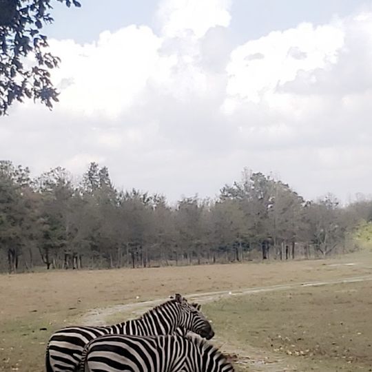 High Delta Safari Park