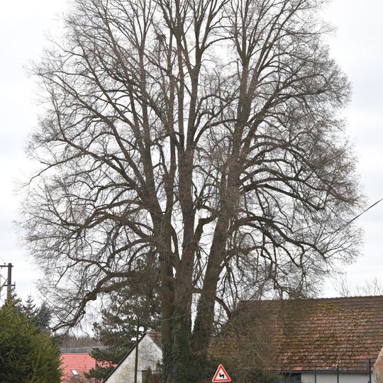 Lípa v Nové Vsi u Nepomuka