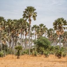 Forêt classée de Samba Dia