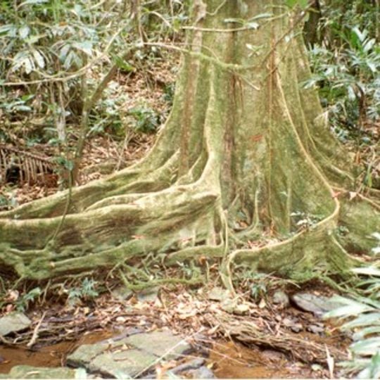 Nightcap National Park