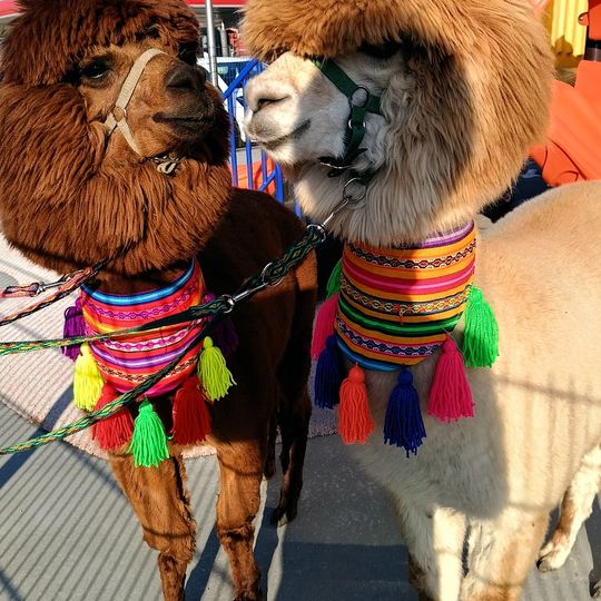 Sielankowo Siedlisko