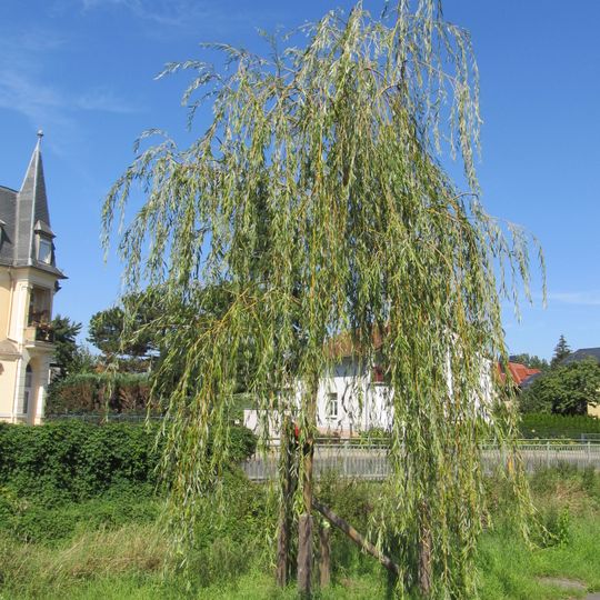 Gerhard-Krause-Hängeweide