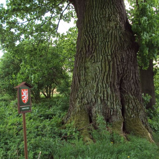Lípa velkolistá v Brništi