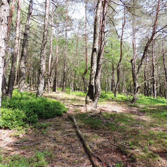 Nadelwälder der Schwanenkirchner Tertiärbucht