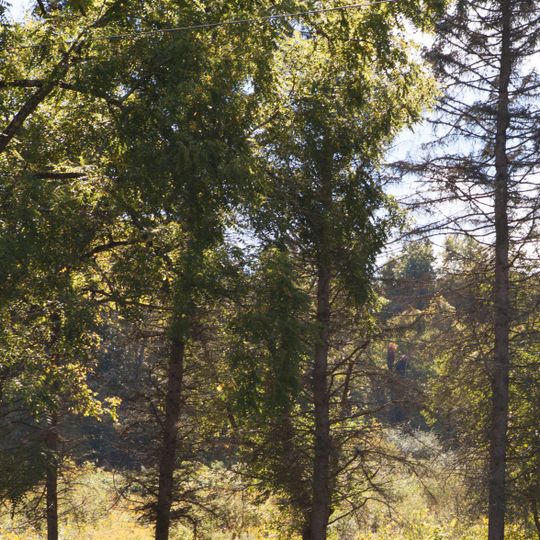 Sugar Grove Petroglyphs