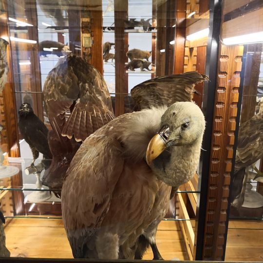 Museu de la Universitat de València d'Història Natural