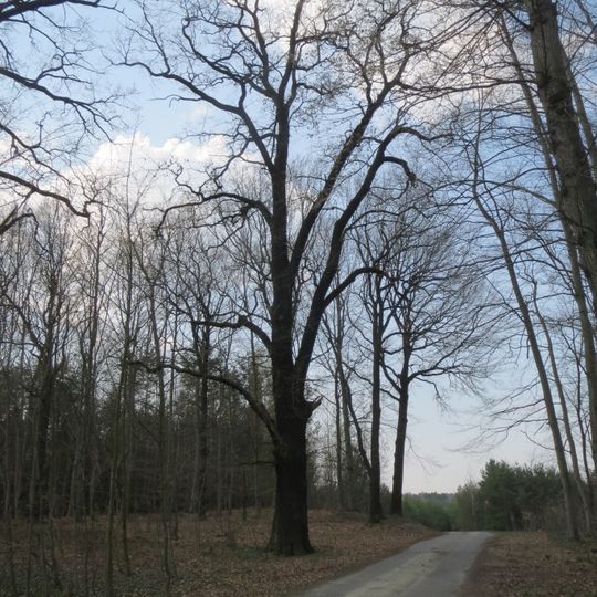 Naturdenkmal Stieleiche am Radweg von Hohenbocka nach Peickwitz, nördlicher Baum in Hohenbocka