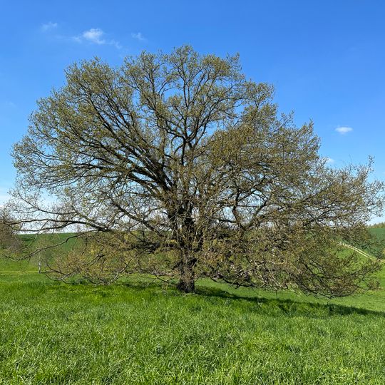 Stieleiche im Weißbachtal
