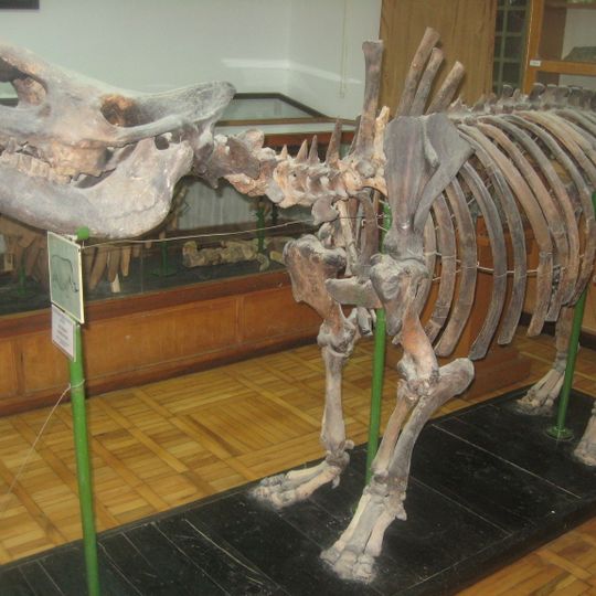 Dépôts de flore et de faune du quaternaire Binagadi