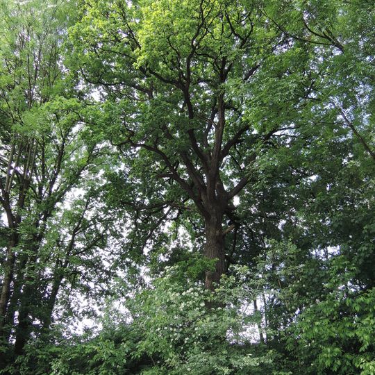 Eiche im Stadtteil Harbach