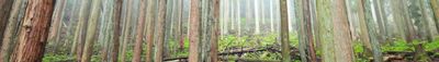 Panoramic View 1