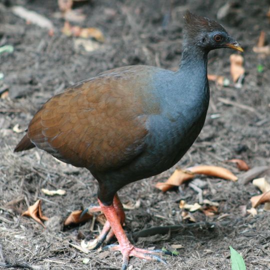 Orpheus Island National Park