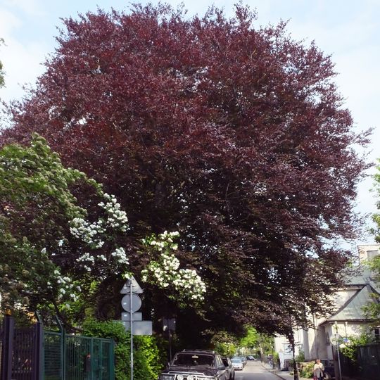 Monumental beech at 22 Langiewicza Street in Warsaw