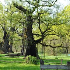 Park in Rogalin