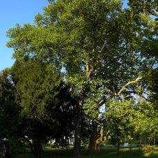 Liliovník tulipánokvětý v Josefově Dole