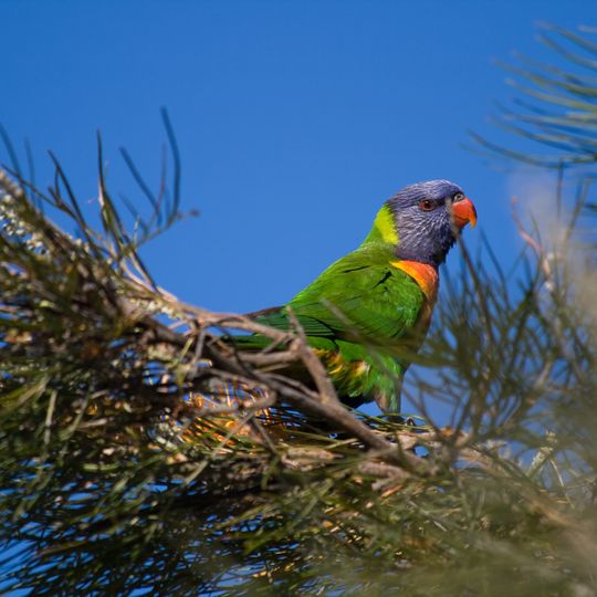 Parc national de Mount Jim Crow