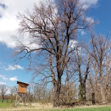 Památný dub letní severozápadně od dvora Vondrov