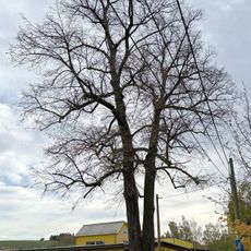 Doppellinde in Langenhessen