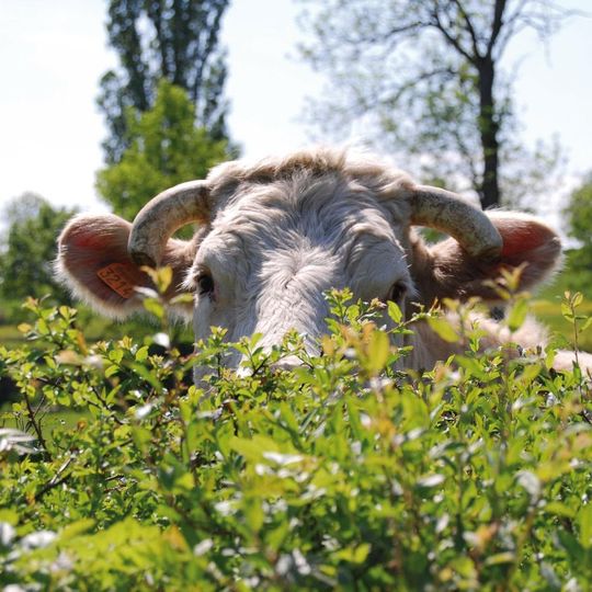 La Maison du Charolais - Restaurant La Table