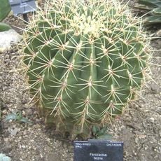 Jardín Botánico Rey Netzahualcoyotl